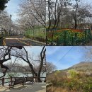 여명로25번길 | 진해 내수면환경생태공원 벚꽃개화시기 4월 경남 꽃구경 가볼만한곳 추천