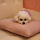 강아지클럽 이미지