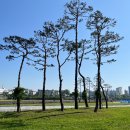 금호강영천 이미지