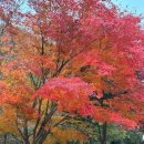 설악해변(비치마켓) | 강원도 고성 속초 숙소 추천 바다 해변 위치 설악산 근처 호텔 켄싱턴리조트 설악비치