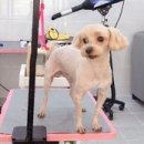 예쁘개&사랑스럽개 이미지