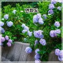 통영이야기 | 통영 연화도 수국과 함께한 등산 후기 | 연화봉·출렁다리 원점회귀 코스 추천