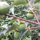 우슬농장 이미지