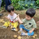 감자수확체험 이미지