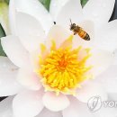 연꽃향기 연합뉴스