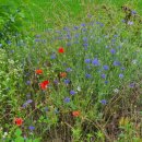 봉서 통나무 펜션 이미지