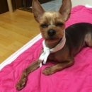 꽃개 하우스 이미지