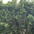 뷰티썬 | [뷰티]도도레이블 톤업 썬스프레이 내돈내산 후기, 골프 필수템,,