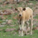 송아지집 이미지