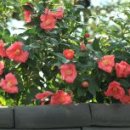 우리꽃식물원 이미지