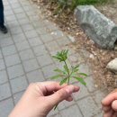 도봉산도 식후경