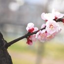 그날, 꽃피는 청춘 이미지