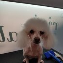 리리 펫살롱 이미지