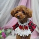 넘버원트리머 이미지