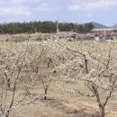 소월1리 이미지