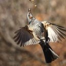 버들피리 이미지