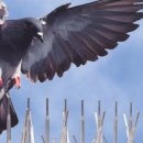 세종로파출소 이미지