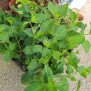 별밤농장 이미지