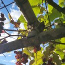 예쁜연못집 민박 이미지