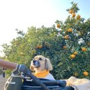 은하네농장 이미지