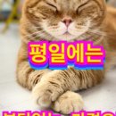 모여봐요 고양이 카페 이미지