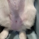 송송그루밍 | 고양이 환묘복 넥카라 필수 중성화 수술 후 실밥 터짐
