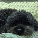 옹기종기 이미지