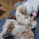 숲속댕토리애견유치원 이미지