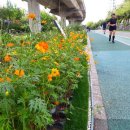 홍제천변길 이미지