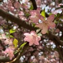 서부제4호공원 | [대구 여행] 분홍빛 꽃비가 내린 대구 달성공원 서부해당화 실시간 개화 현황(26.04.12)🌸