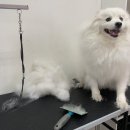헬로 퍼피 | 파주강아지미용 스피츠 물개컷 헬로퍼피 가위컷 후기!