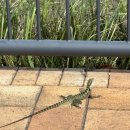 따스하개 이미지