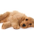 광주첨단YB동물병원 이미지