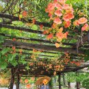 충북도립대학교 | 옥천 여행 가볼만한곳 등나무 능소화 명소