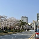 컴포즈커피경희대국제캠퍼스기숙사점 | 경희대 국제캠퍼스 벚꽃 실시간 주차 카페