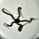 바닷속 희귀 ‘거미 불가사리’ 132년 만에 발견 (펌) 이미지