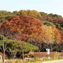 서울대공원의 가을 풍경 이미지