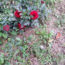 불광동 305-8 이미지