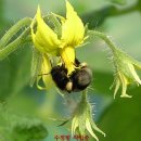 유기농 대추방울토마토와 예약 판매합니다 이미지