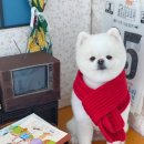 아멜리몽 이미지