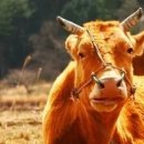 소 이야기 이미지