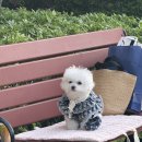 퍼피키티 | 디얼퍼피 강아지 산책매트 내돈내산 후기🐾 우리 키티 반응은?