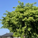 새연정목장 이미지