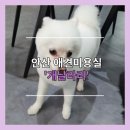 개날라리 | 안산 애견미용 포메 곰돌이컷 가위컷 저렴한 안산 개날라리