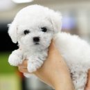 도봉가브리엘 | 부천강아지분양 강아지 책임분양 꼬물이들 털빠짐에대해서 설명드릴게요~＼(ご▽ご*)/