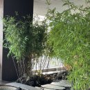 디 오아시 이미지