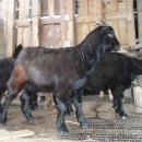 박종봉농장 이미지