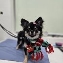 초코퍼피 애견미용실 이미지