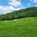 푸른사료 이미지