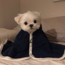 meeff 앱 쓰는 애들아 이미지